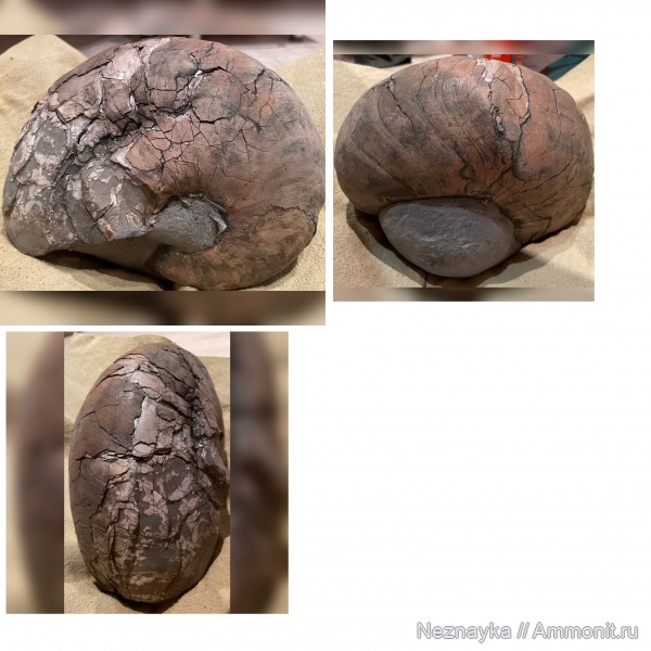 аммониты, наутилусы