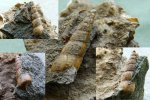 Гастропода,  Metacerithium?