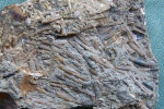 Скопление Dentalium sp.