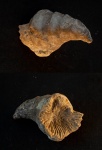 Одиночный коралл