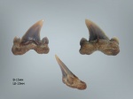 Cretolamna appendiculata