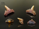 Малыш Synechodus
