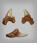 Коренастый сеноманец