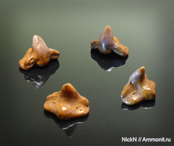акулы, сеноман, зубы акул, Squatina, морской ангел, Cenomanian, shark teeth