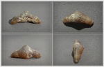 Polyacrodus