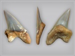 Cretoxyrhina