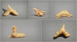 Protoscyliorhinus