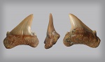 Cretoxyrhina или Cardabiodon?