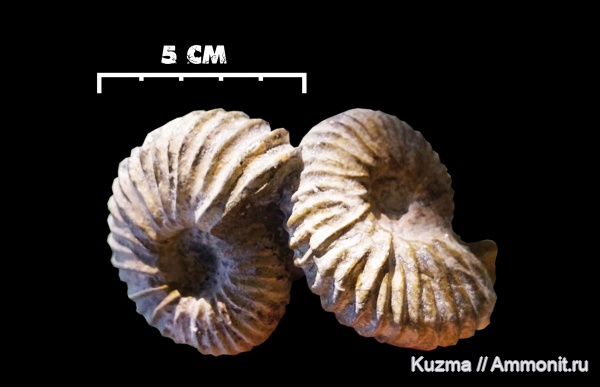 апт, Дагестан, Parahoplites melchioris