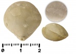 Брахиопода Rouillieria со мшанкой