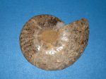 Cleoniceras из Таджикистана вид с обратной стороны