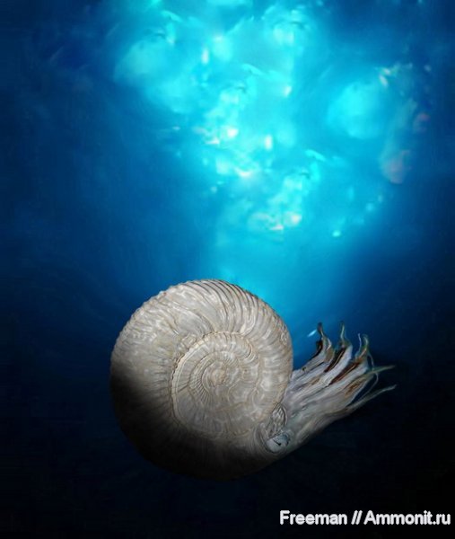 аммониты, юра, мезозой, реконструкция, Ammonites, Jurassic