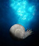 Попытка воссоздания внешнего облика мезозойского аммонита…