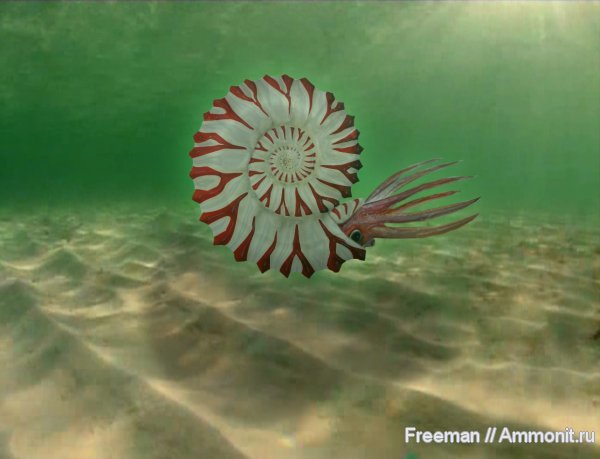 аммониты, юра, Pavlovia, реконструкция, Ammonites, Jurassic
