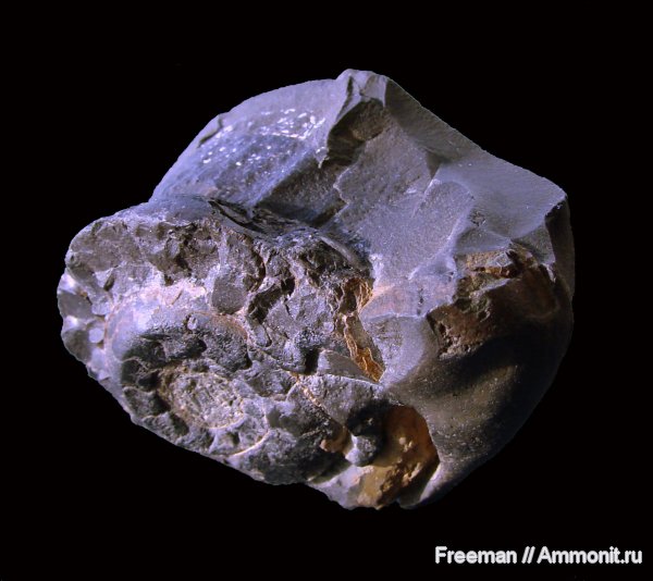 аммониты, Ammonites
