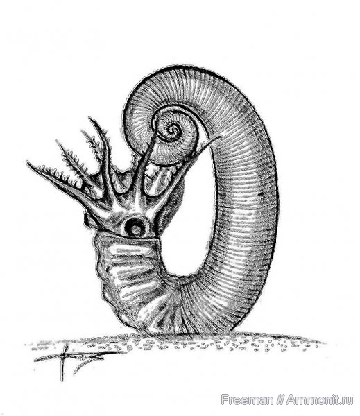 аммониты, Ammonites