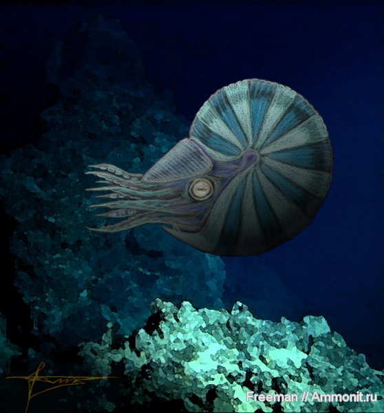 аммониты, юра, Funiferites, прижизненная окраска, реконструкция, Ammonites, Jurassic