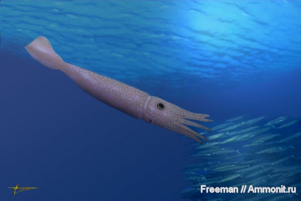 белемниты, юра, Cylindroteuthis, реконструкция, Jurassic, belemnites