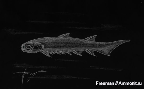 девон, рыбы, Devonian, реконструкция, Euthacanthus, Acanthodii, акантоды, fish