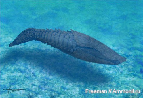 девон, рыбы, Devonian, реконструкция, Poraspis, Heterostraci, Agnatha, fish
