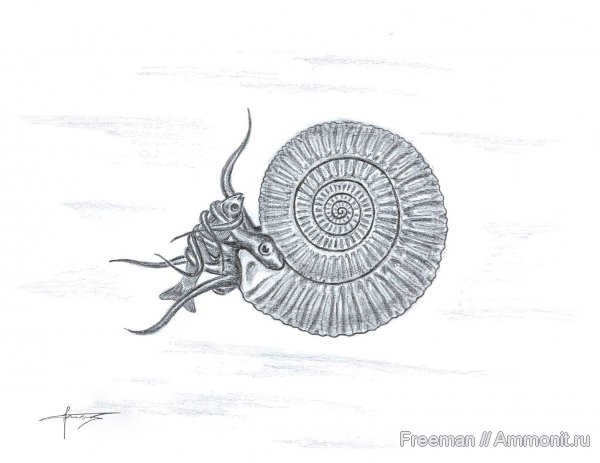 аммониты, Parkinsonia, Ammonites