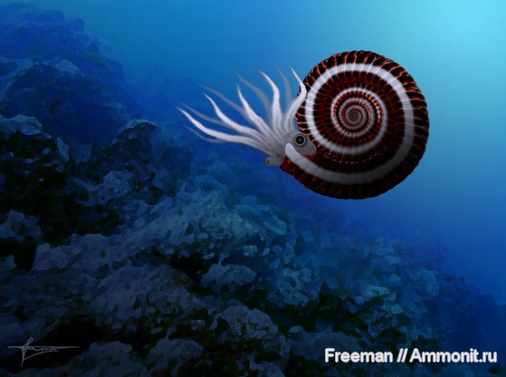 аммониты, реконструкция, ушки, Parkinsonia, Ammonites, Microconchs, lappets