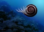 Так мог выглядеть микроконх Parkinsonia subarietis с ушками из Карачаево-Черкессии