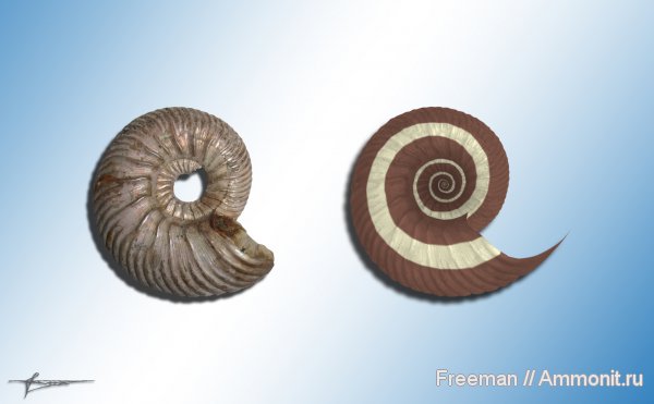 аммониты, Quenstedtoceras, Quenstedtoceras lamberti, реконструкция, Ammonites