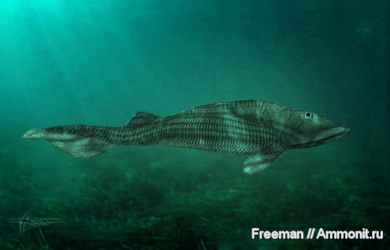 девон, Devonian, реконструкция, Hemicyclaspis, osteostraci, Agnatha