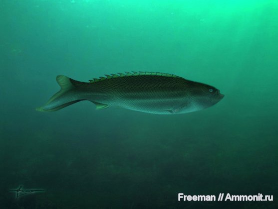 девон, Devonian, реконструкция, Agnatha, Pterygolepis