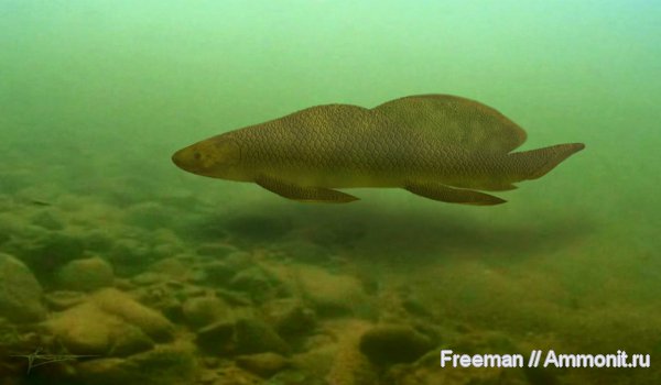 девон, рыбы, Devonian, реконструкция, Scaumenacia, Dipnoi, fish