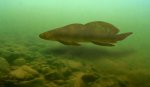 Девонская двоякодышащая рыба Scaumenacia sp.