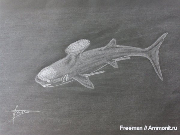 девон, карбон, пермь, рыбы, акулы, Devonian, реконструкция, Stethacanthus, Symmoriiformes, Permian, fish, sharks