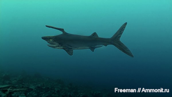 карбон, рыбы, акулы, реконструкция, Symmoriiformes, Falcatus, fish, sharks
