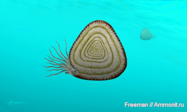 девон, Devonian, реконструкция, Soliclymenia paradoxa, Soliclymenia, Clymeniida