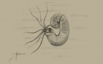 Меловой аммонит Scaphites