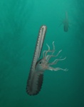 Меловой гетероморфный аммонит Ptychoceras sp.