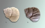 Barbotella intermedia
