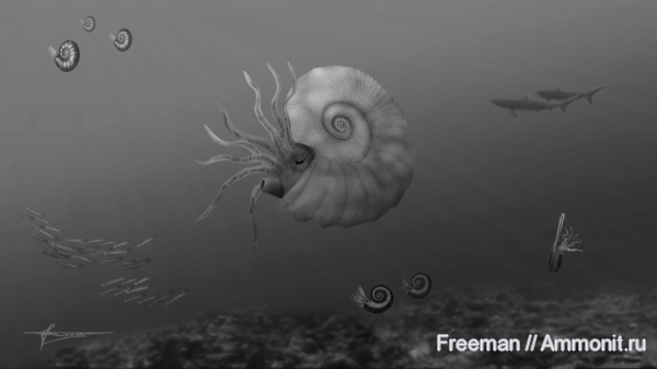аммониты, мел, Ammonitoceras, апт, Адыгея, Ammonites, Eogaudryceras, Ptychoceras, Acanthohoplites, Краснодарский край, Кубань, Aptian, Cretaceous