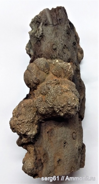 stigmaria