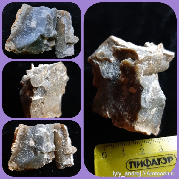 Dentalium