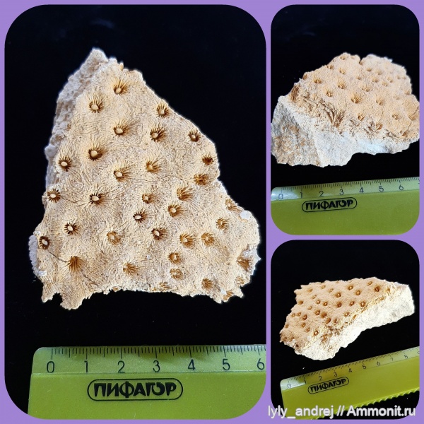 Arachnastraea, Cistiphorastraea molli, arachnastraea orboensis