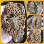 Колония кораллов