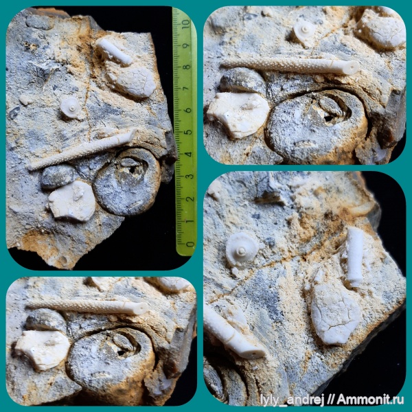 гастроподы, морские ежи, иглокожие