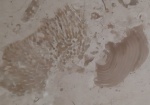 Коралл и дерево