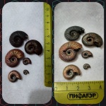 Аммонит Amoeboceras