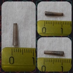 Лопатоногие Laevidentalium