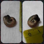 Amoeboceras alternoides