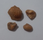 Красавцы Ptychodus (Птиходус)