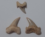 Троица Archaeolamna (Археолямна)